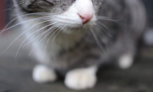 跨界弧光，当德国战车轰鸣时，郑思维在地图另一端点亮羽球宇宙