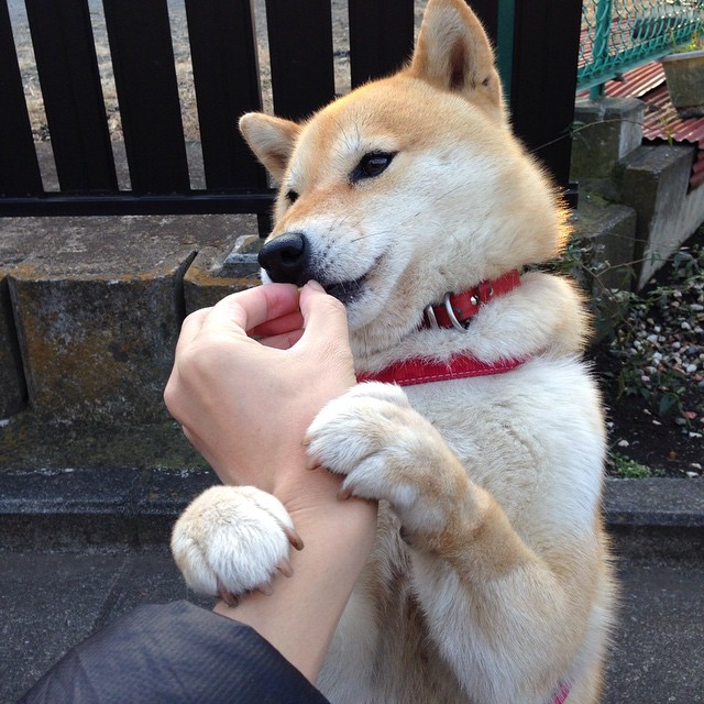 暴风雪锁死猛禽,东决关键战,森林狼如何用窒息式得分潮吞噬老鹰