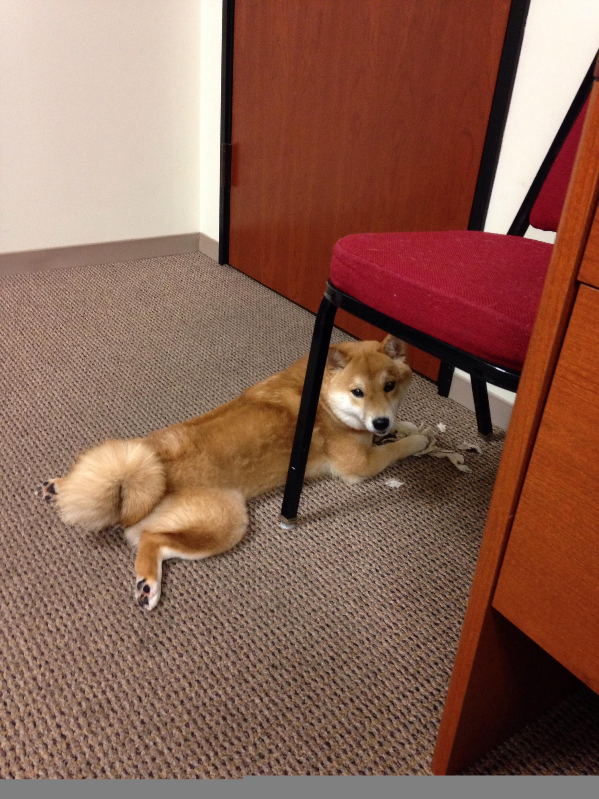 强压湖人!塔图姆成为尼克斯获胜的关键先生