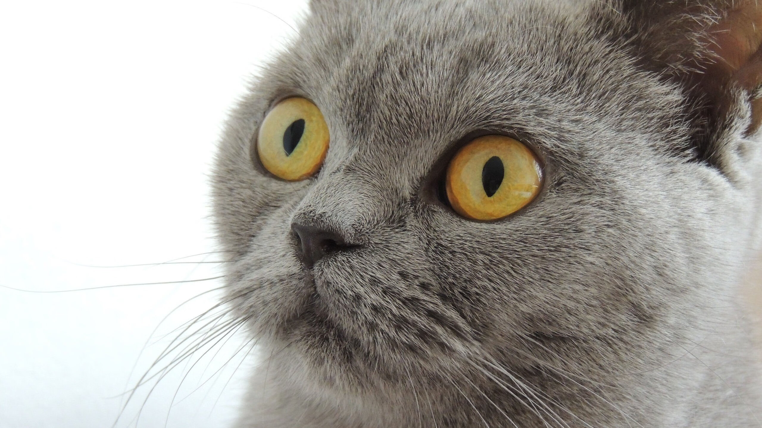 东决焦点战，老鹰力克勇士，晋级总决赛在望