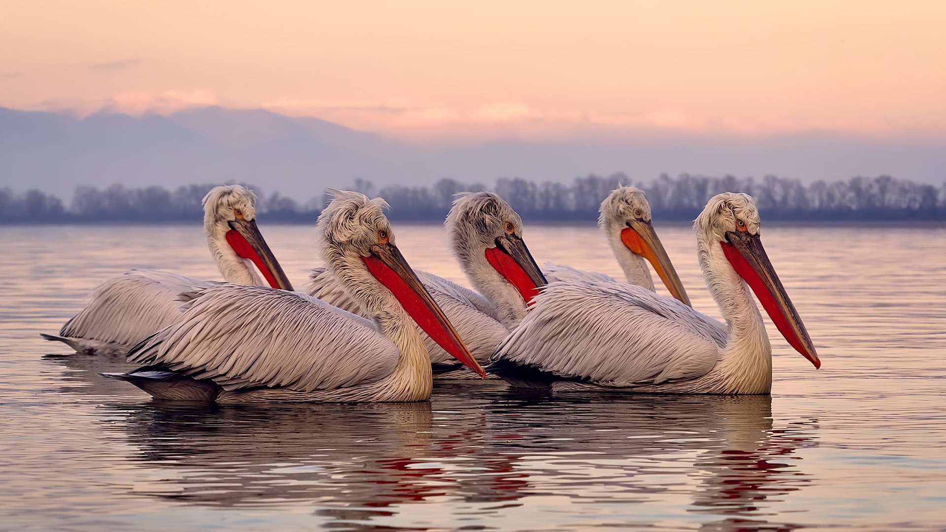 南美区预选赛焦点战,厄瓜多尔绝地反击力克哥伦比亚