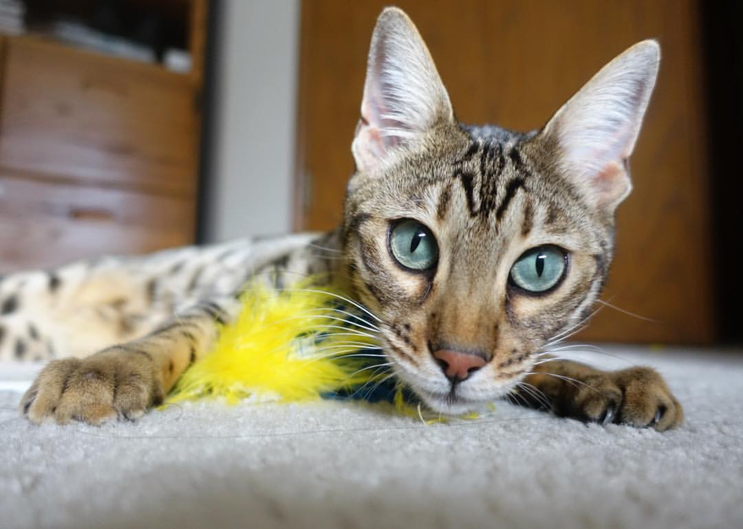 佩德里，今夜，他是一人成军的关键先生