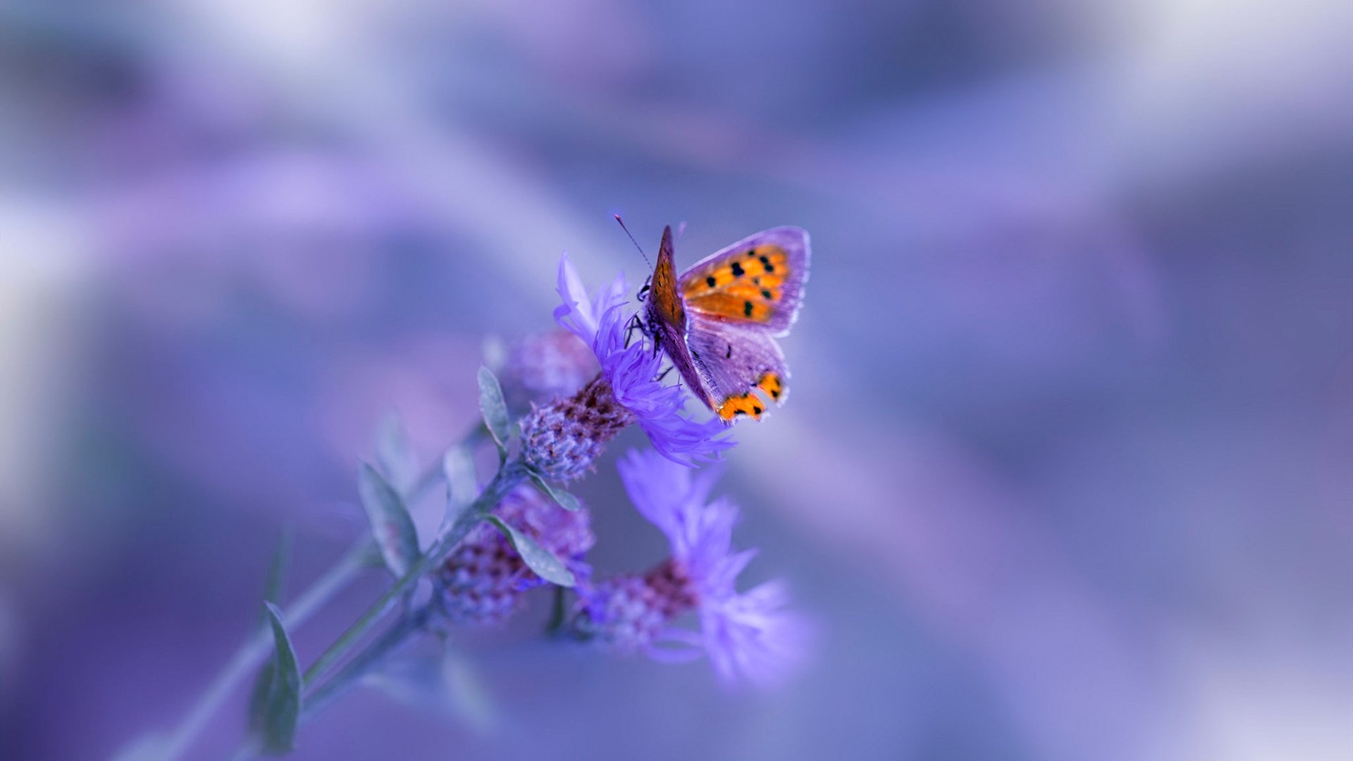 隐形长城，奥运周期关键战之夜，加克波用防守锁死胜利之门