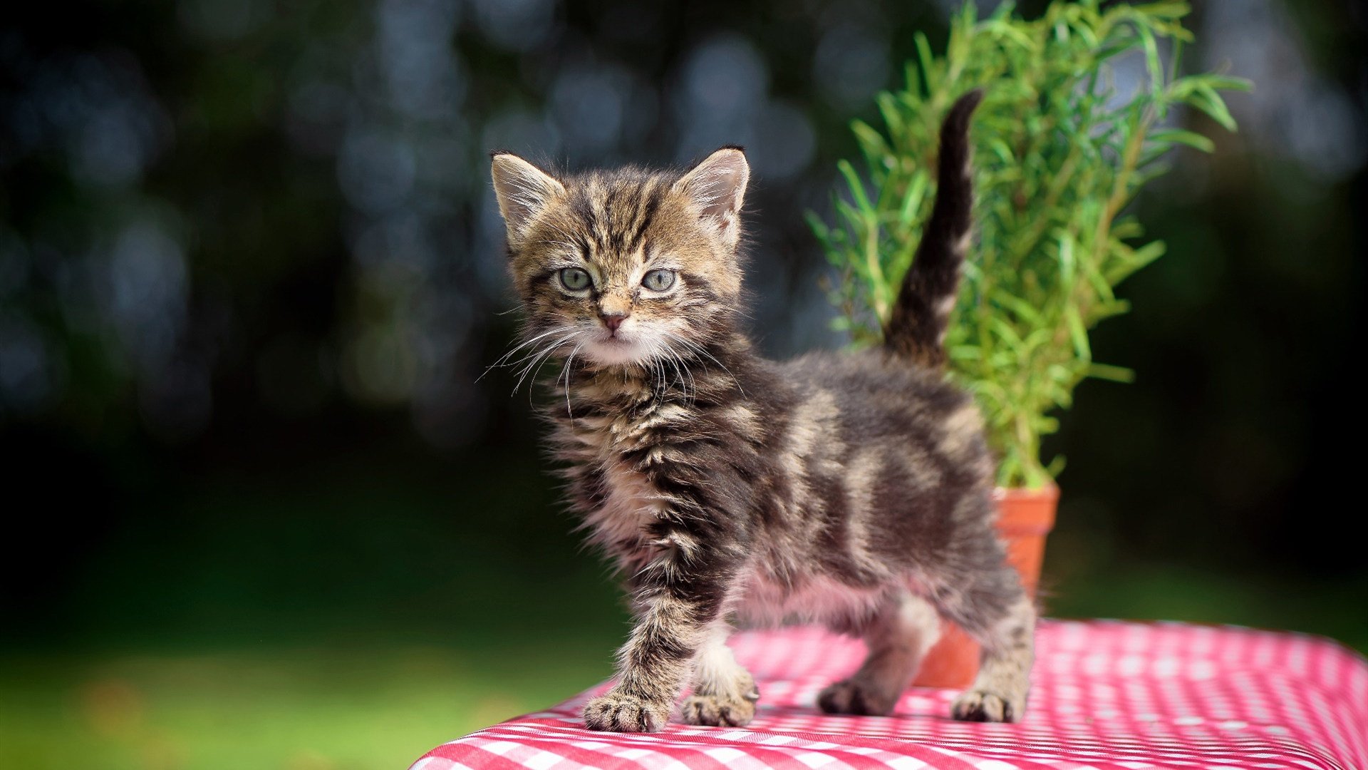 沉默的轰鸣，西亚卡姆用31分11篮板写下的奥运密码