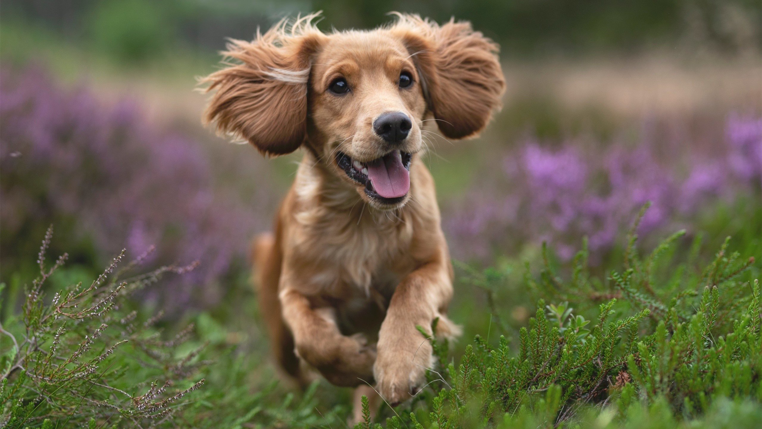 唯一性被改写,定海神针成色几何?