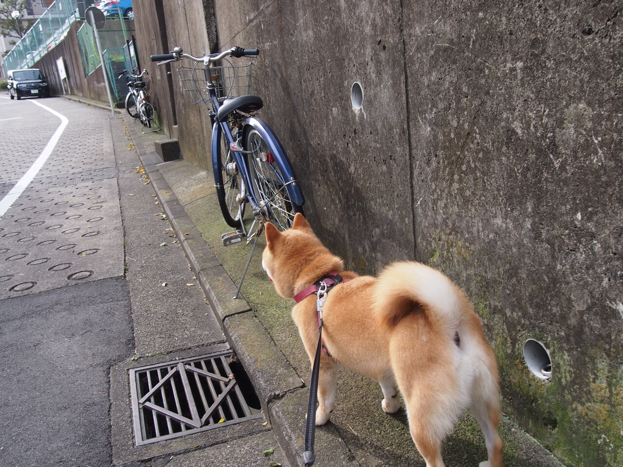西决生死战，塞内加尔之吻倒灌亚特兰大的星河