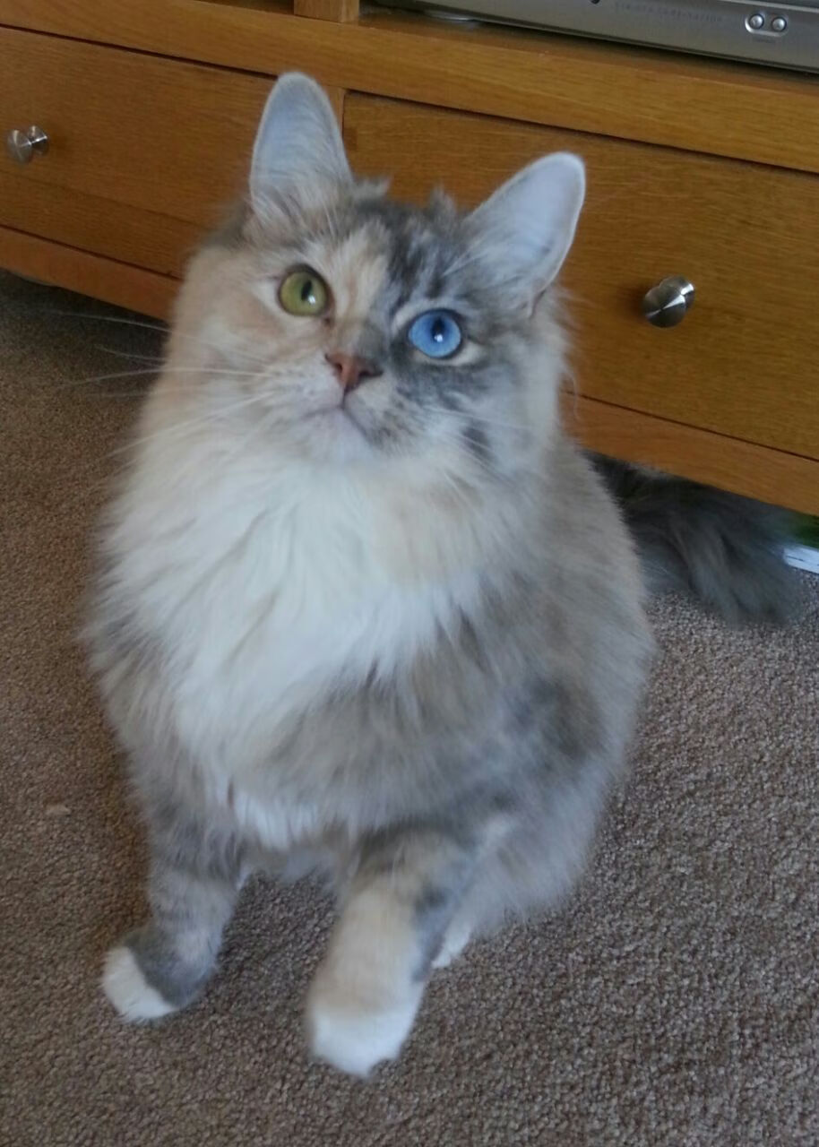 末节惊雷!库里关键三分击穿铁壁广厦,鹈鹕客场硬仗取胜