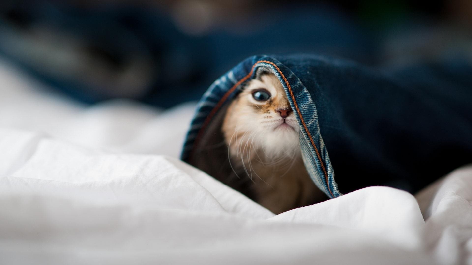 雨中的棋子，当格列兹曼成为芬德之战的X因素