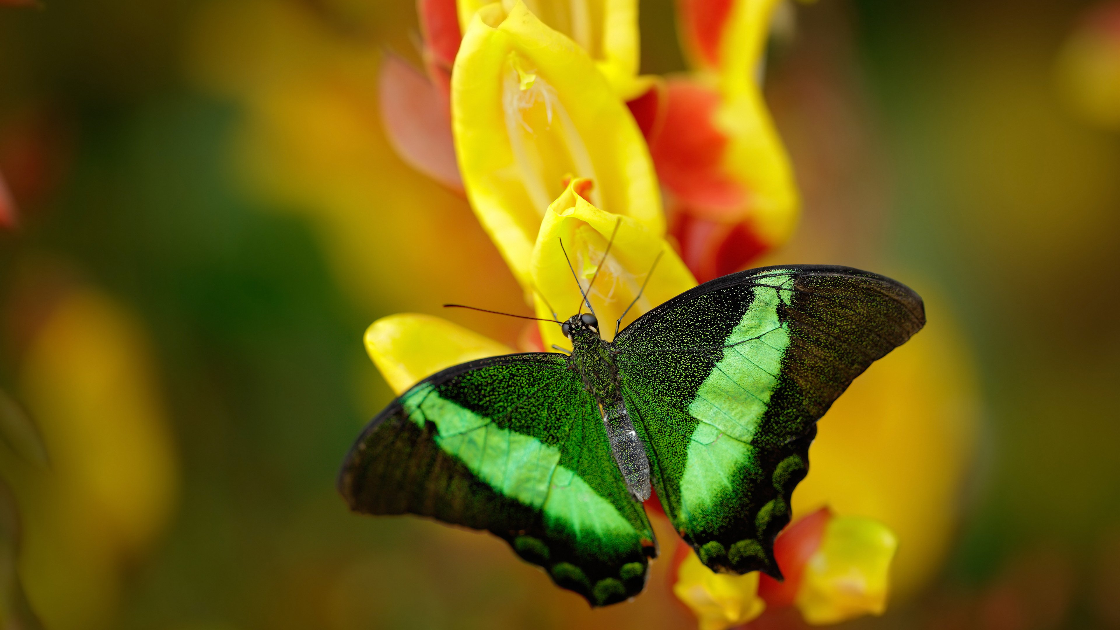 极速与绿茵，当刹车区对决禁区—F1揭幕战的战术风暴与北伦敦的加拿大式穿透
