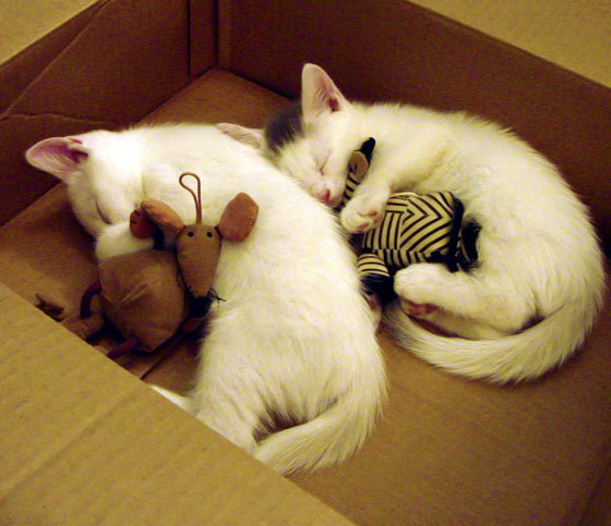 西甲国家德比之夜，字母哥稳定输出不掉线，一场横跨大西洋的体育精神对话